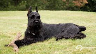 SCHNAUZER GEANT