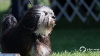 PETIT CHIEN LION