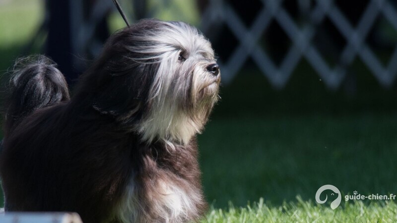 PETIT CHIEN LION