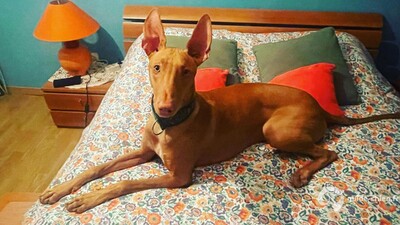 CHIEN DU PHARAON