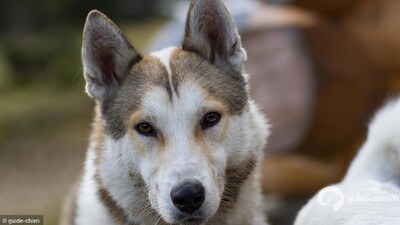 LAIKA DE SIBERIE OCCIDENTALE