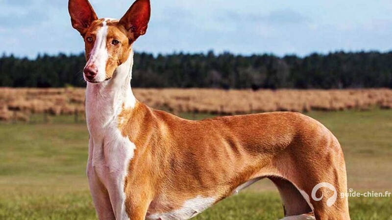 CHIEN DE GARENNE DES CANARIES