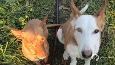 PODENCO D IBIZA