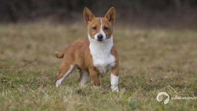 CHIEN DE GARENNE PORTUGAIS