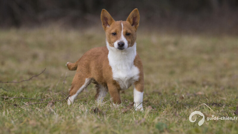 CHIEN DE GARENNE PORTUGAIS