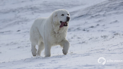 CHIEN DE BERGER DES TATRAS