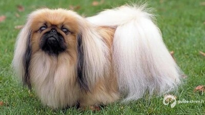 PEKINOIS