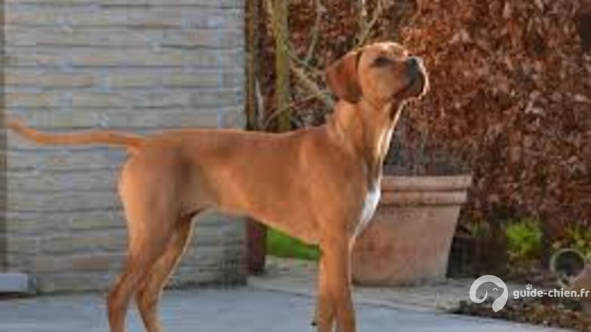 CHIEN D ARRET PORTUGAIS