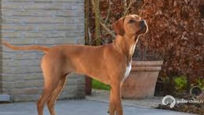 CHIEN D ARRET PORTUGAIS