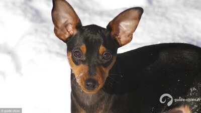 PINSCHER NAIN
