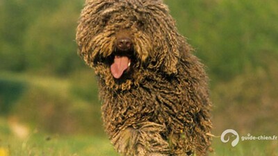 CHIEN D EAU ESPAGNOL