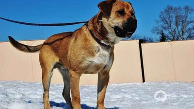 DOGUE DE MAJORQUE