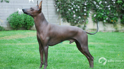 CHIEN NU DU PEROU