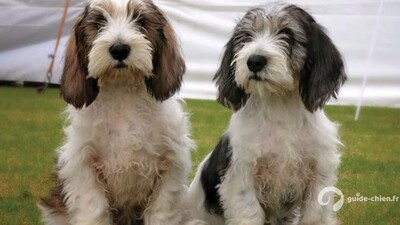 PETIT BASSET GRIFFON VENDEEN