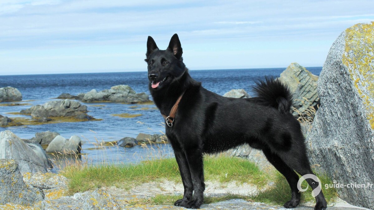CHIEN D ELAN NORVEGIEN NOIR