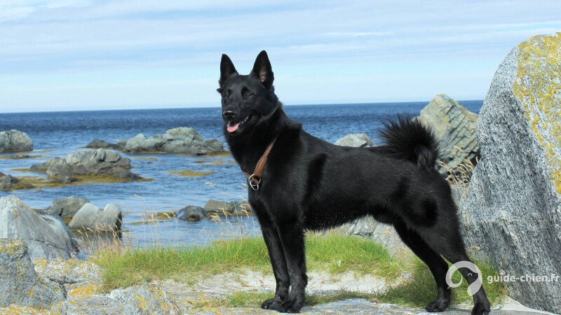 CHIEN D ELAN NORVEGIEN NOIR