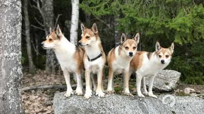 CHIEN NORVEGIEN DE MACAREUX