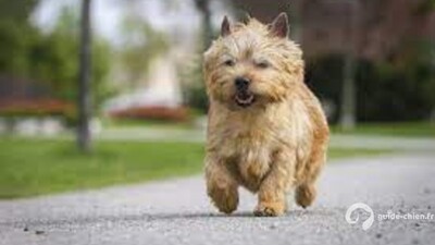 NORWICH TERRIER