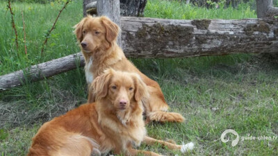 RETRIEVER DE LA NOUVELLE ECOSSE