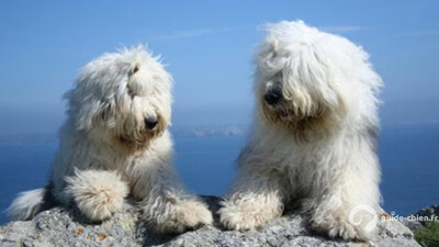 CHIEN DE BERGER ANGLAIS ANCESTRAL