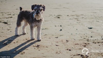SCHNAUZER NAIN