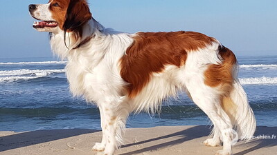 NEDERLANDSE KOOIKERHONDJE