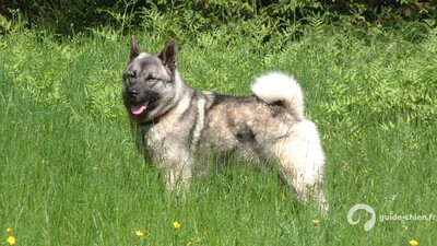 CHIEN D ELAN NORVEGIEN GRIS
