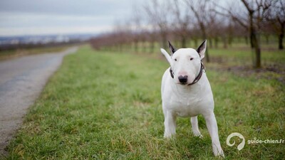 BULL TERRIER MINIATURE