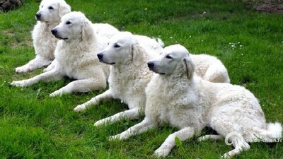 KUVASZ