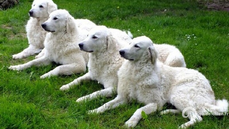 KUVASZ