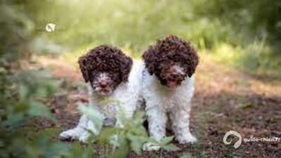 CHIEN D EAU ROMAGNOL