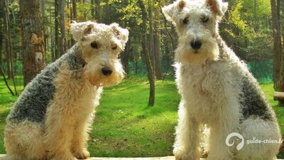 LAKELAND TERRIER