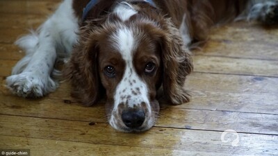WELSH SPRINGER SPANIEL