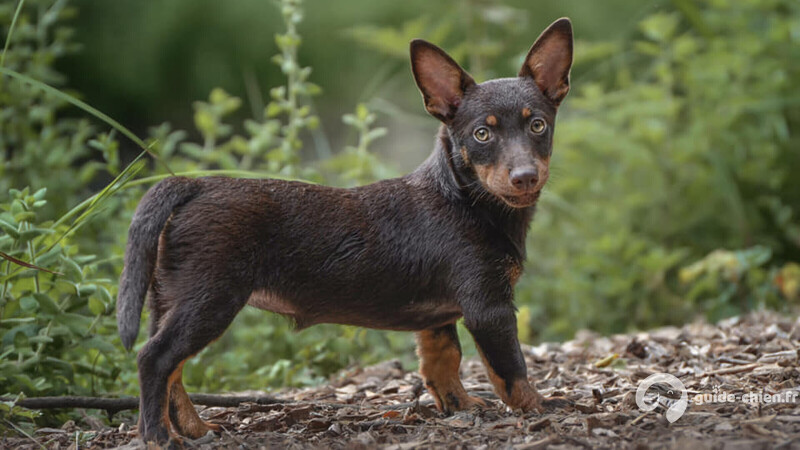 LANCASHIRE HEELER