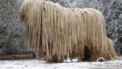 KOMONDOR