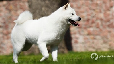 JINDO COREEN