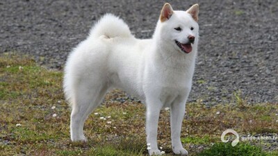 KISHU