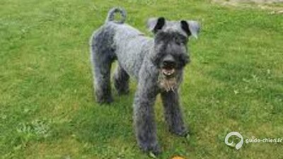 TERRIER KERRY BLUE