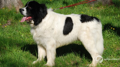 LANDSEER