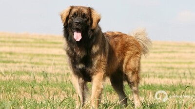 CHIEN DE LEONBERG