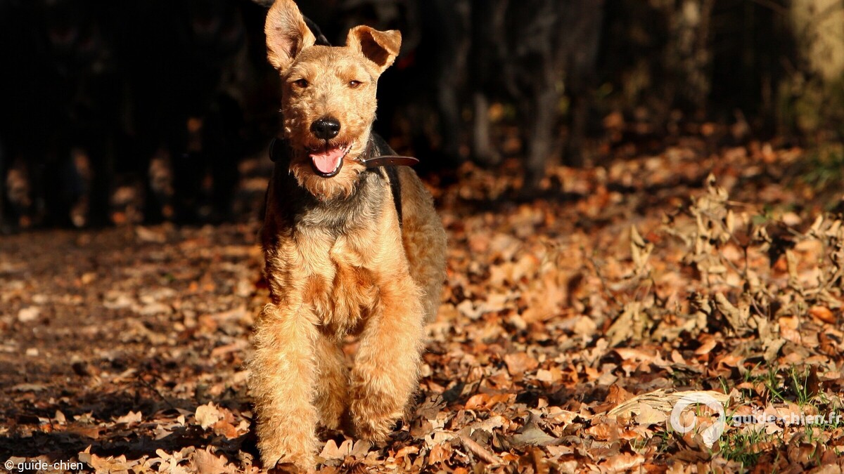 WELSH TERRIER