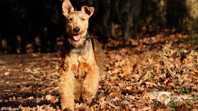 WELSH TERRIER