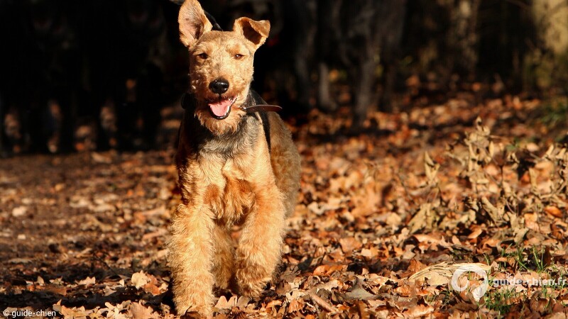 WELSH TERRIER