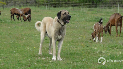 CHIEN DE BERGER KANGAL