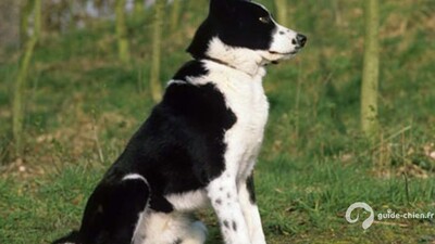 CHIEN D OURS DE CARELIE
