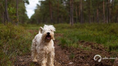 TERRIER IRLANDAIS A POIL DOUX