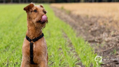 TERRIER IRLANDAIS