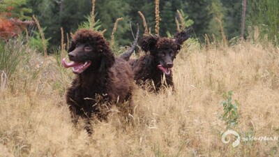 CHIEN D EAU IRLANDAIS