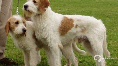 CHIEN COURANT D ISTRIE A POIL DUR