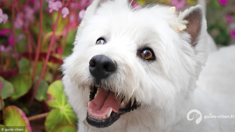 WEST HIGHLAND WHITE TERRIER
